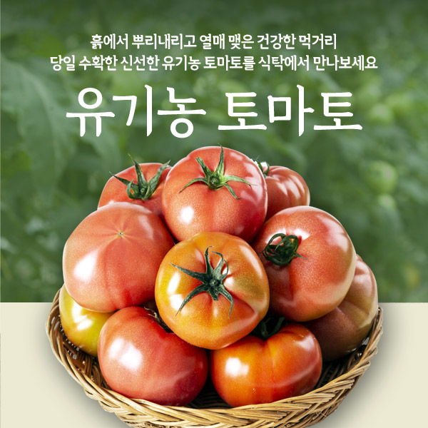 친환경 유기농 토마토