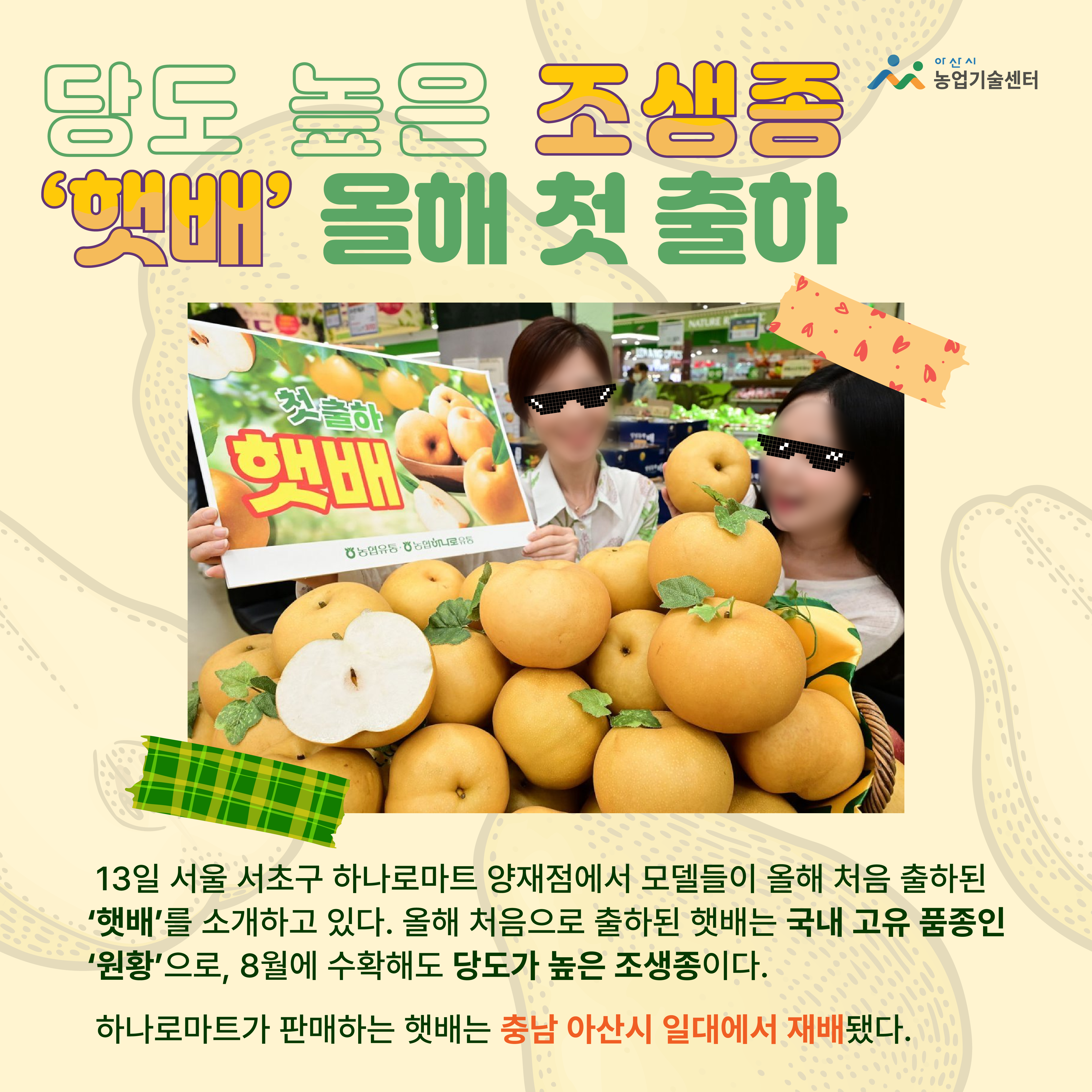 당도 높은 조생종 ‘햇배’ 올해 첫 출하