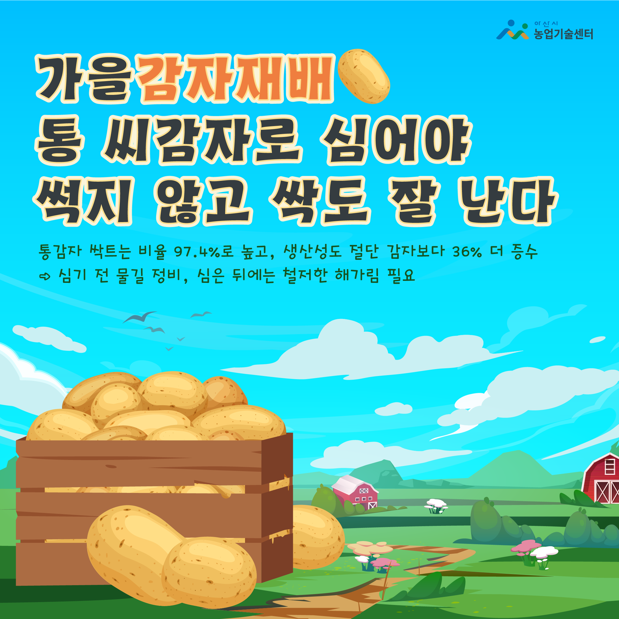 가을감자재배 통 씨감자로 심어야 썩지 않고 싹도 잘 난다