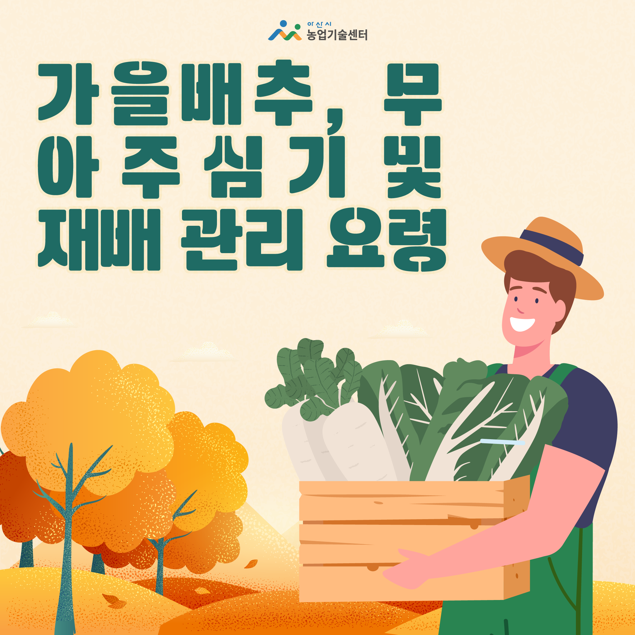 가을배추, 무 아주심기 및 재배 관리 요령