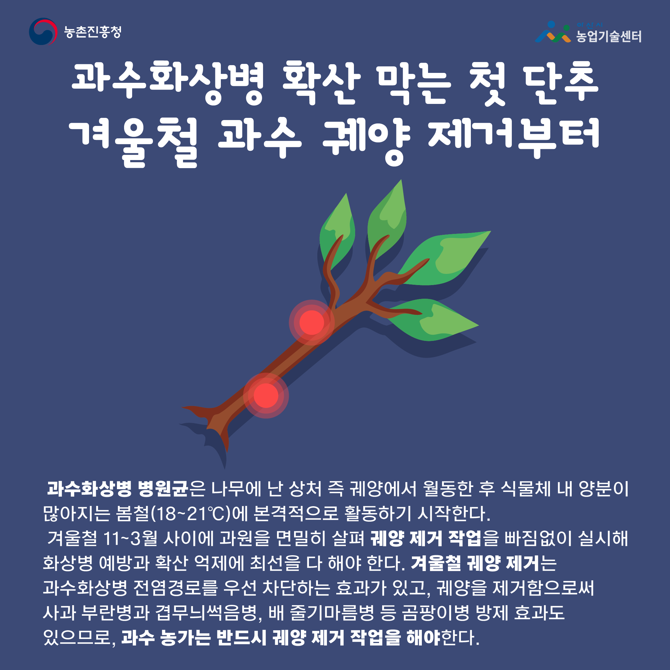과수화상병 확산 막는 첫 단추 겨울철 과수 궤양 제거부터