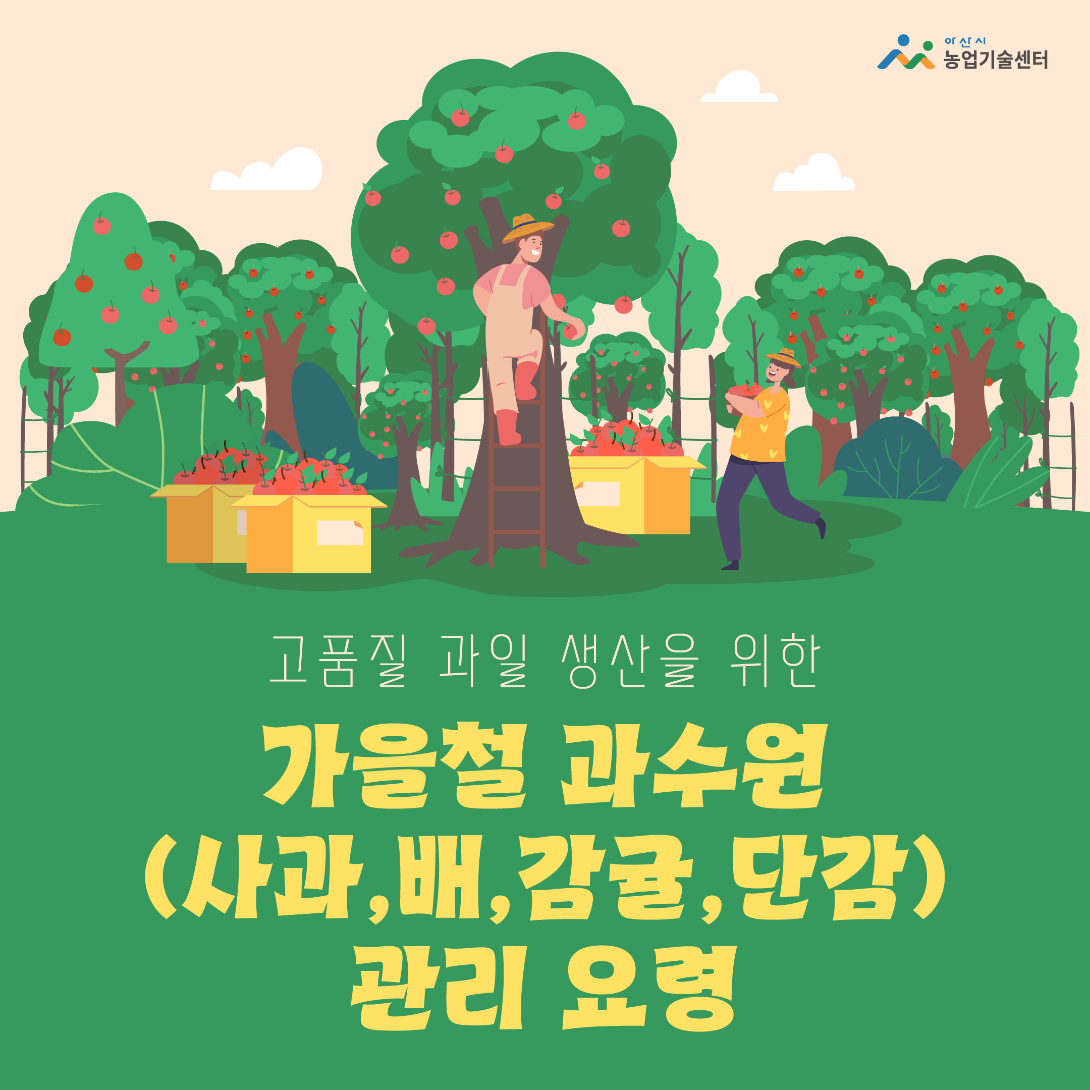 고품질 과일 생산을 위한 가을철 과수원(사과,배,감귤,단감) 관리 요령