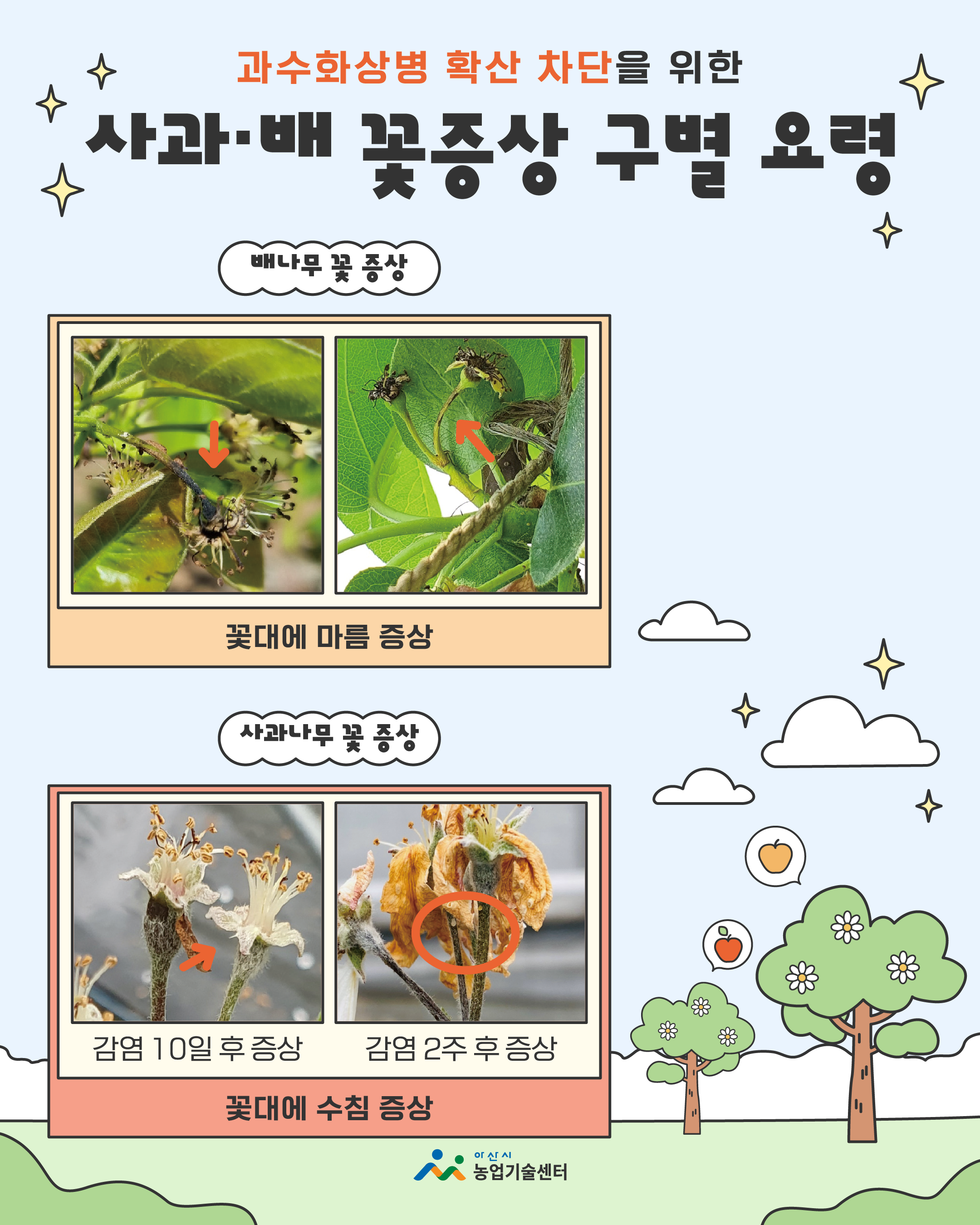 과수화상병 확산 차단을 위한 사과·배 꽃증상 구별 요령