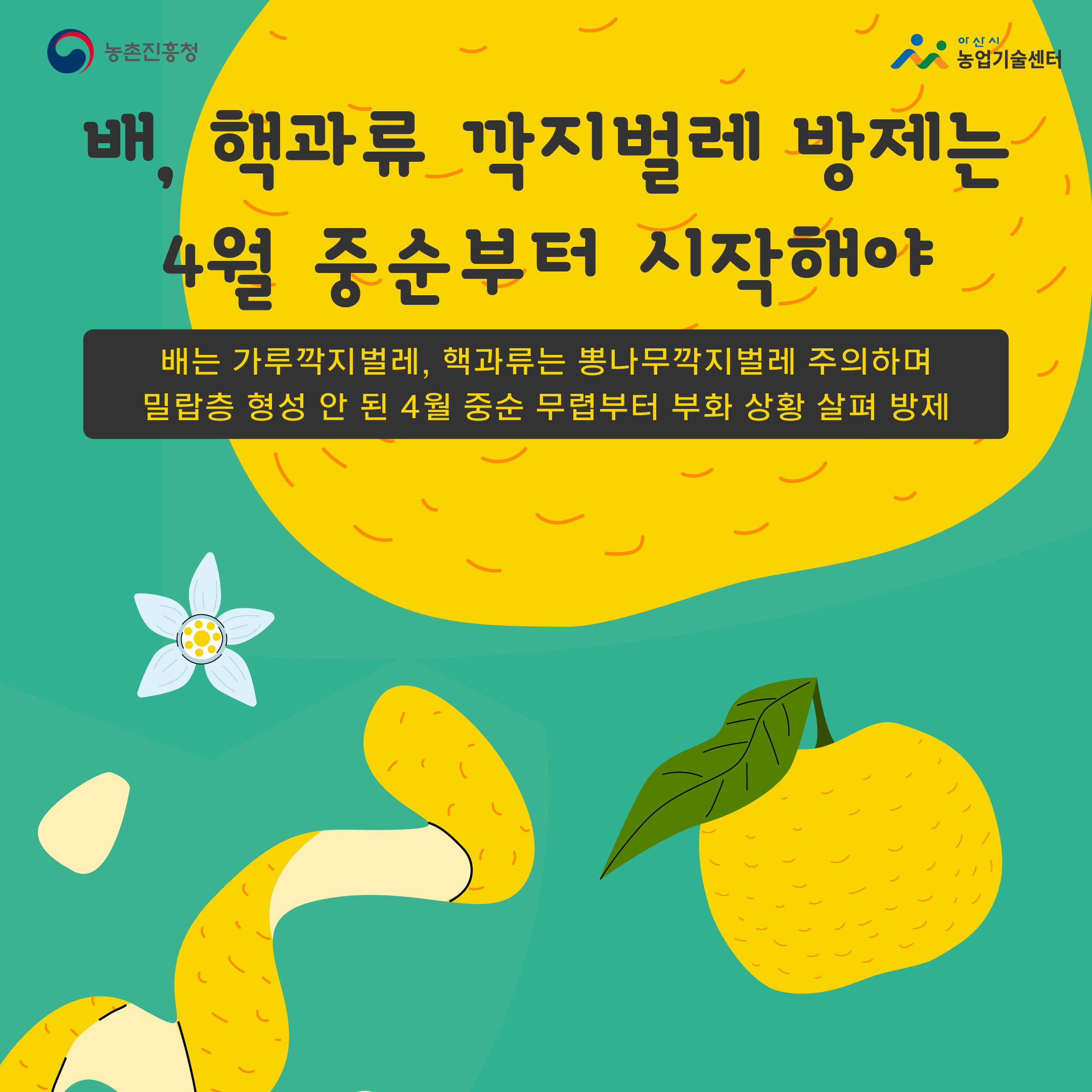 배,핵과류 깍지벌레 방제는 4월중순부터 시작 해야