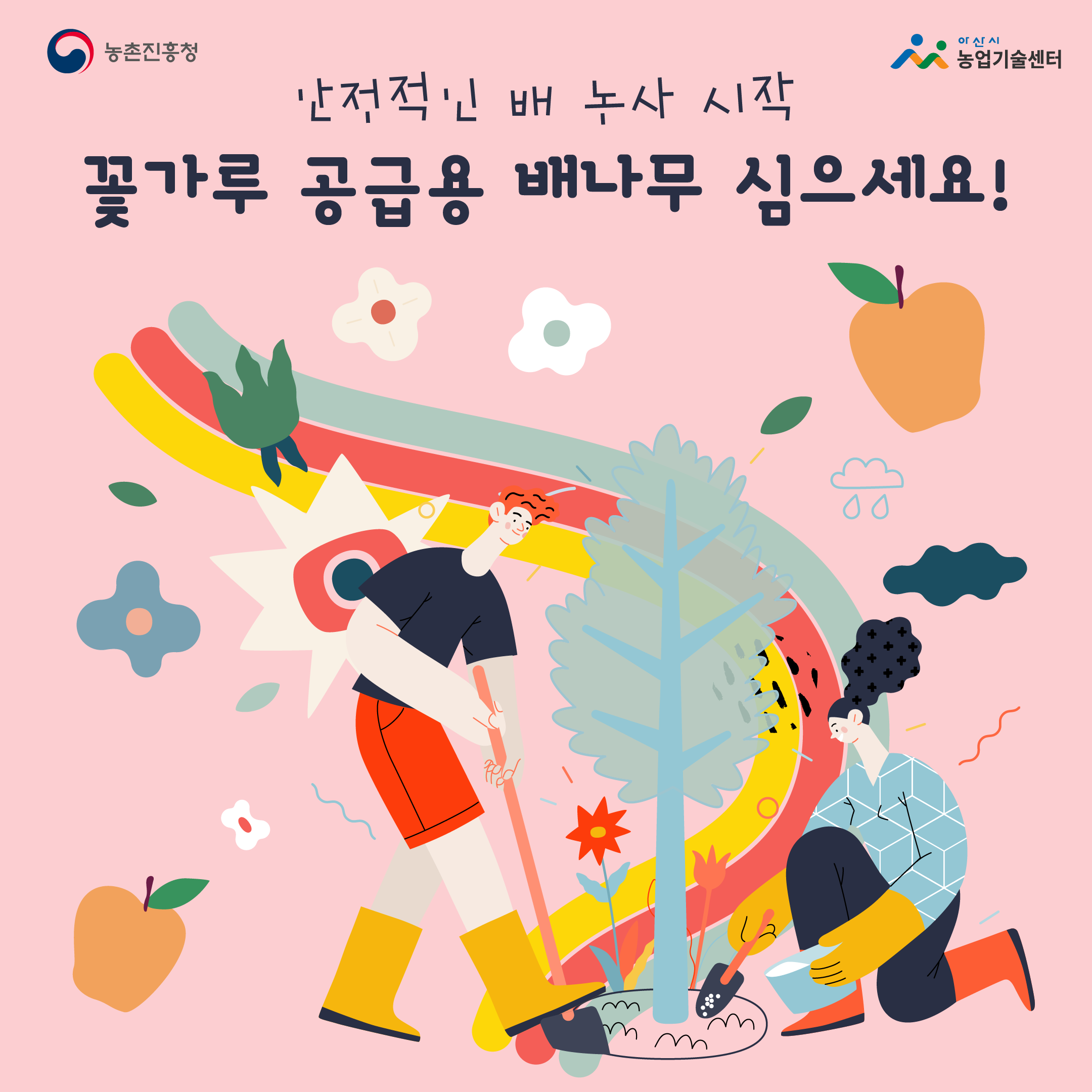 안정적인 배 농사 시작 꽃가루 공급용 배나무 심으세요!