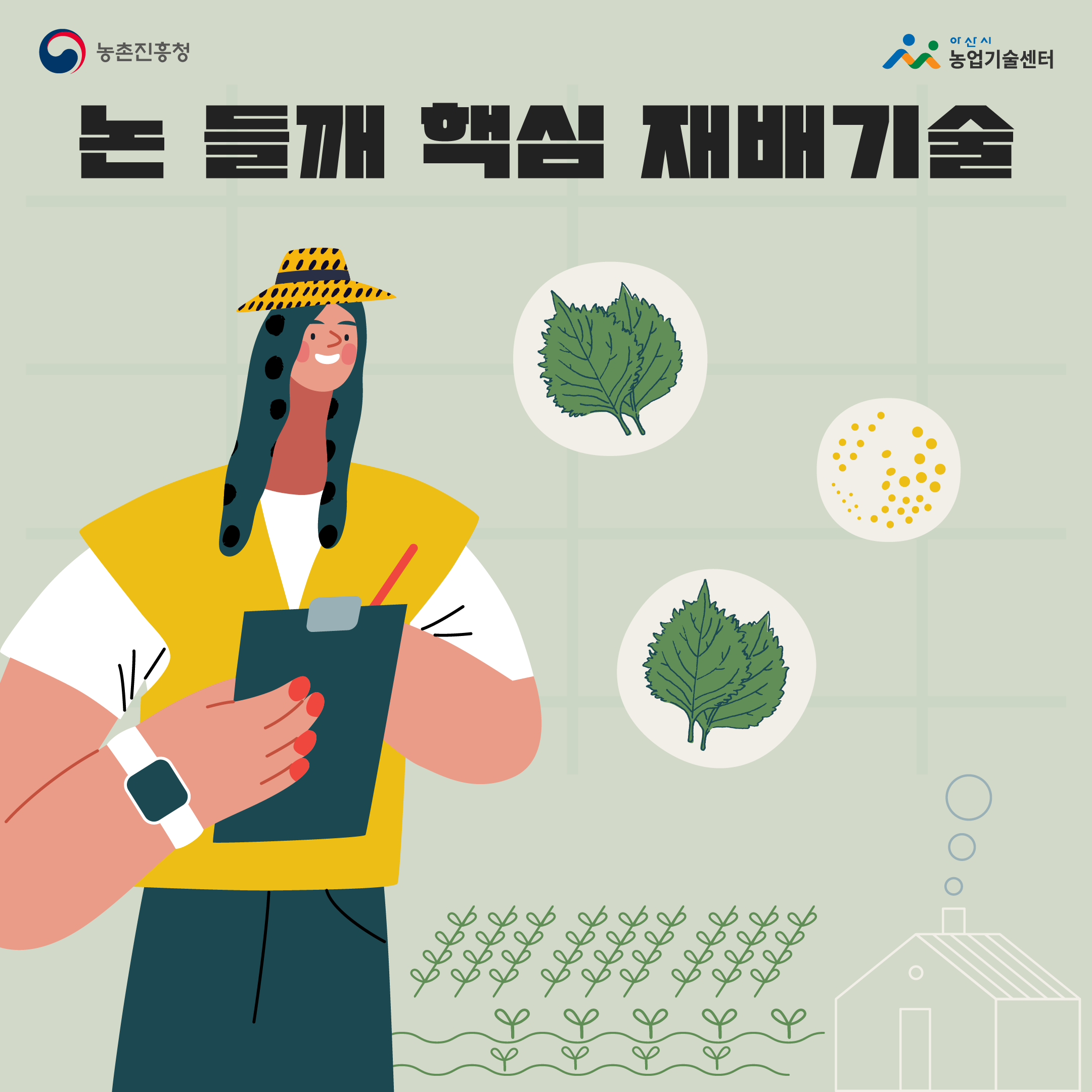 논 들깨 핵심 재배 기술 입니다