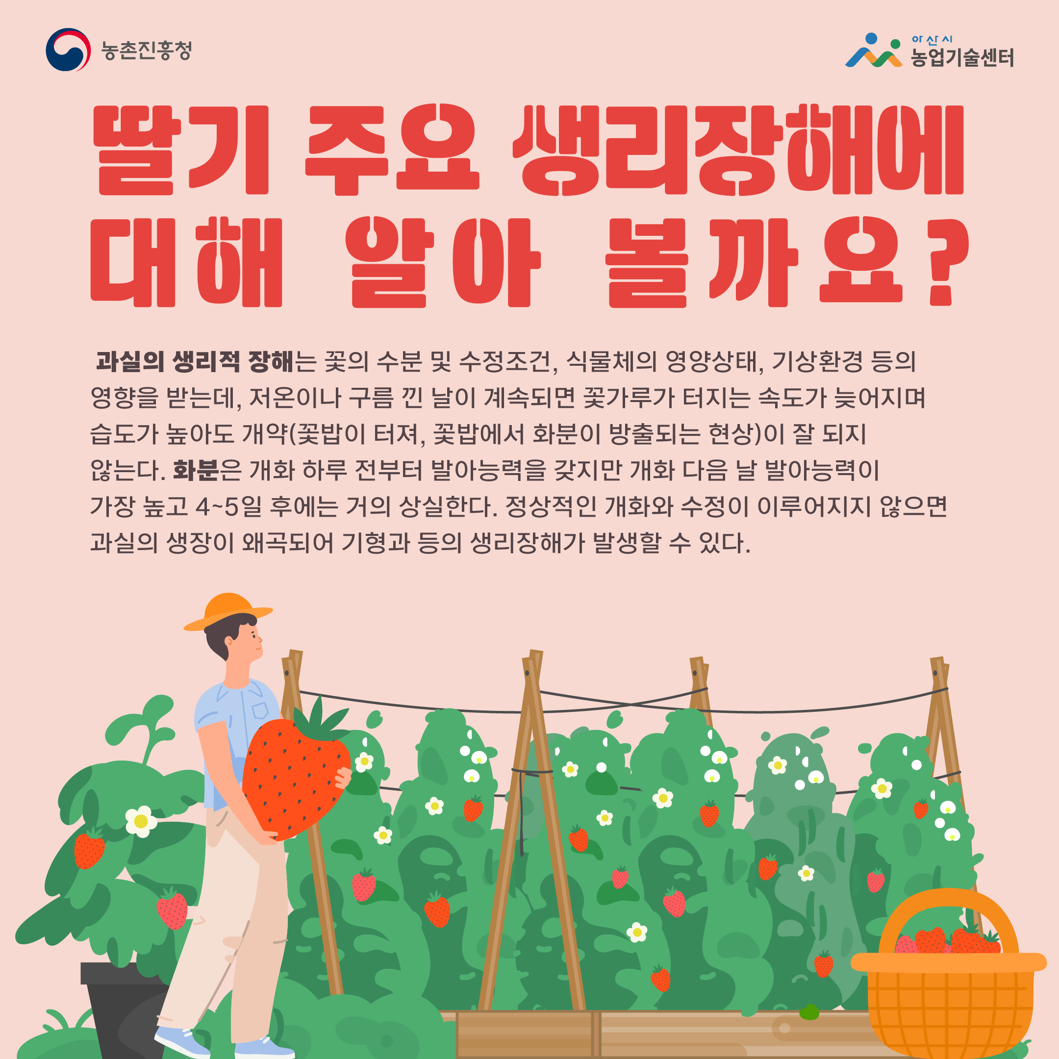 딸기 주요 생리장해에 대해 알아 볼까요?