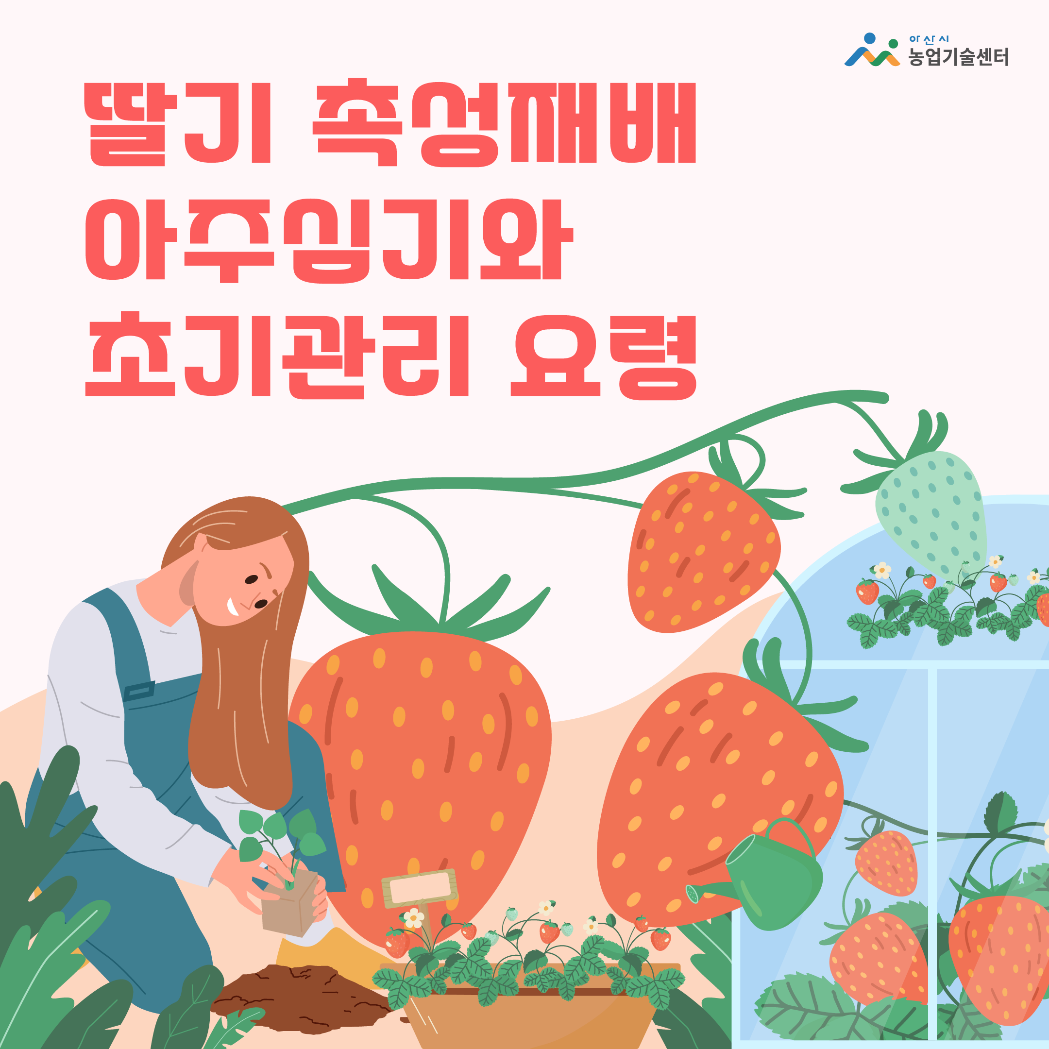 딸기 촉성재배 아주심기와 초기관리 요령