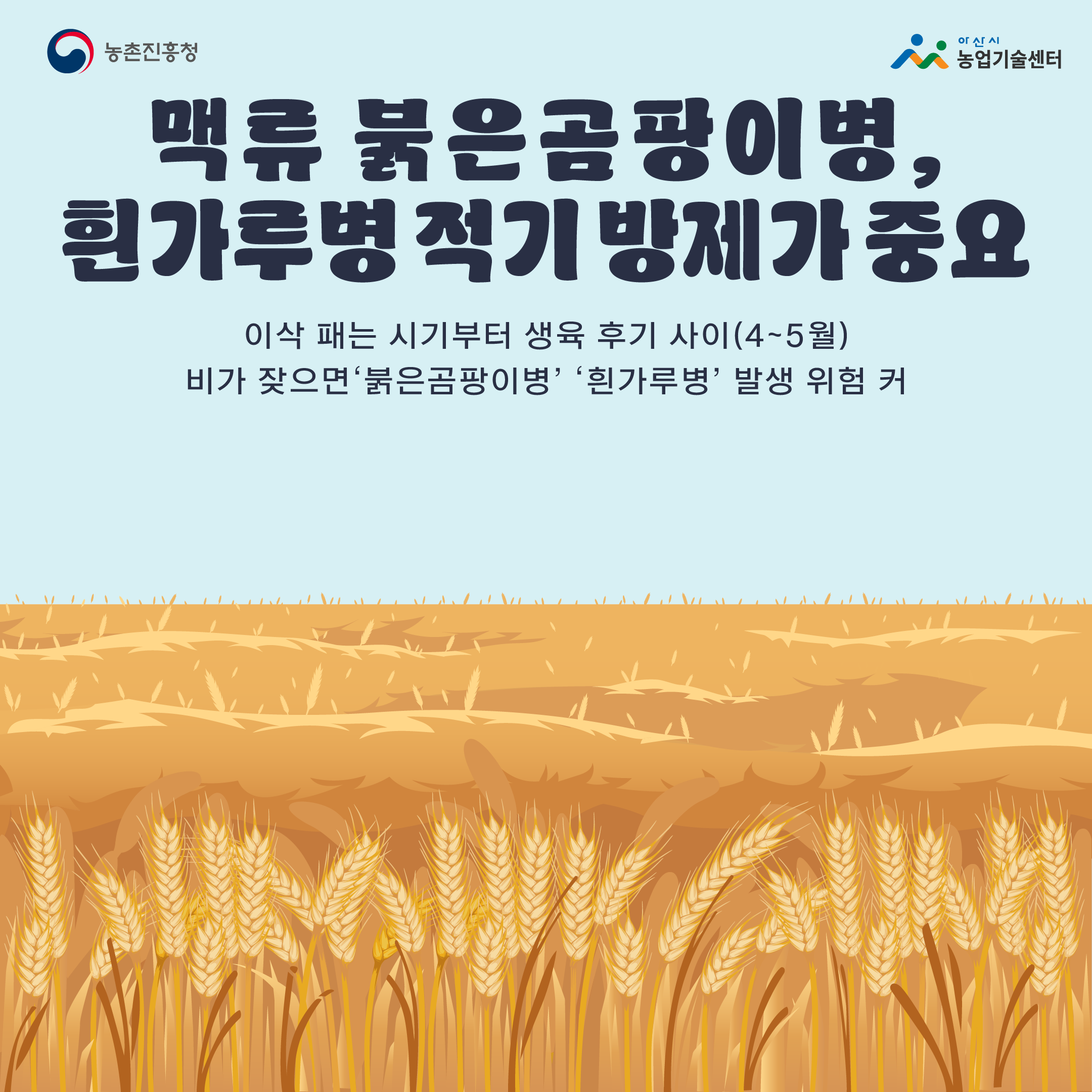 맥류 붉은곰팡이병, 흰가루병 적기 방제가 중요