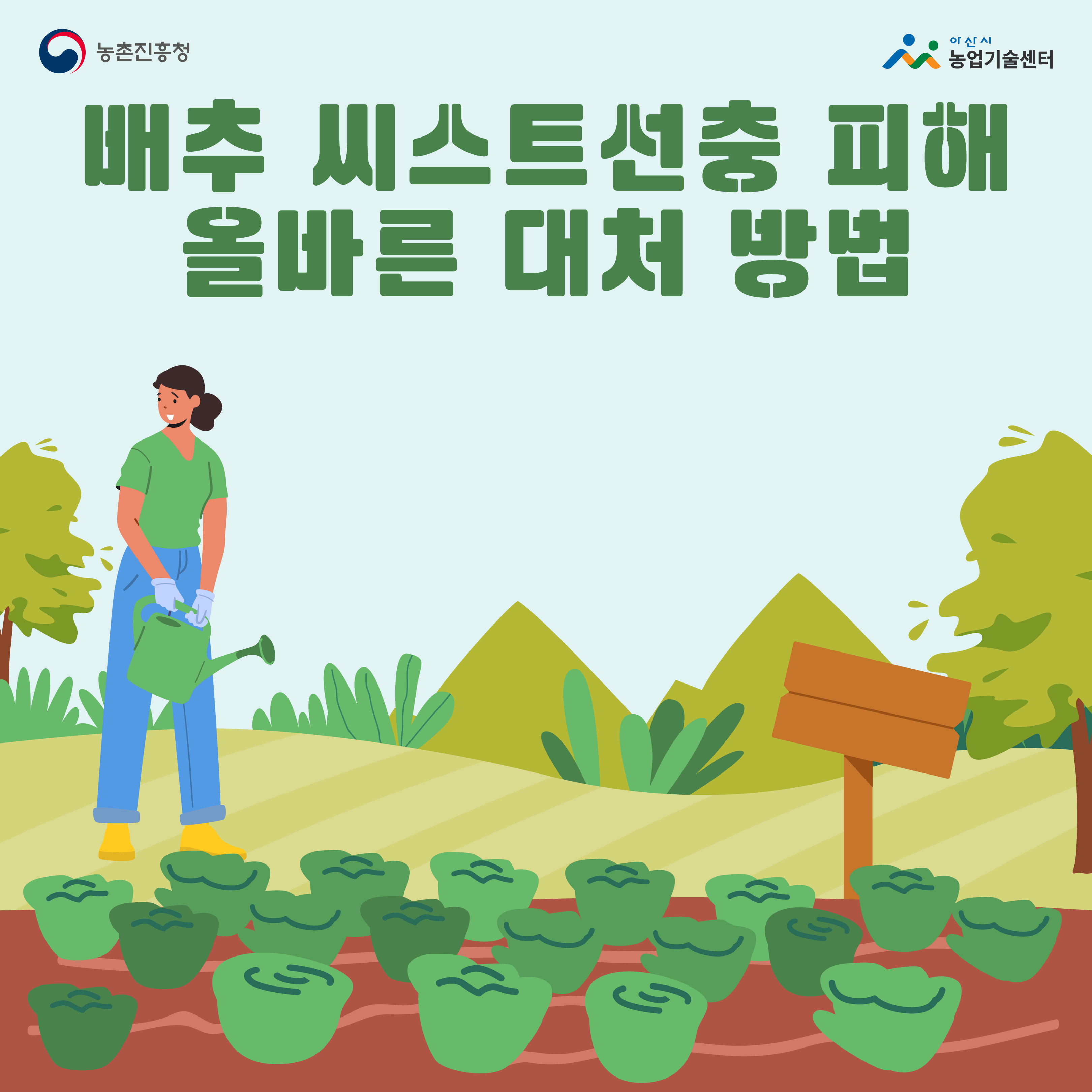 배추 씨스트선충 피해 올바른 대처 방법