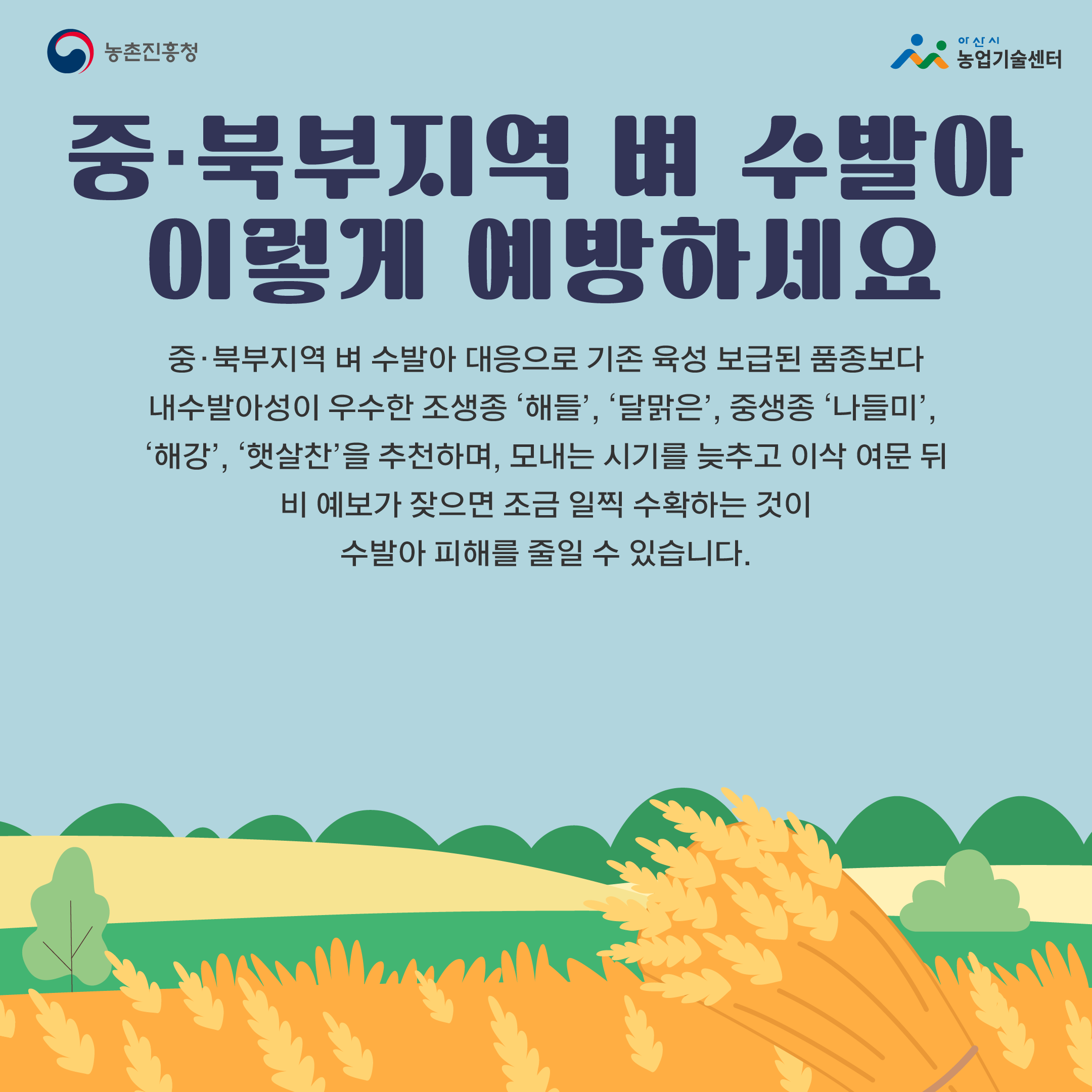 중.북부지역 벼 수발아, 이렇게 예방 하세요