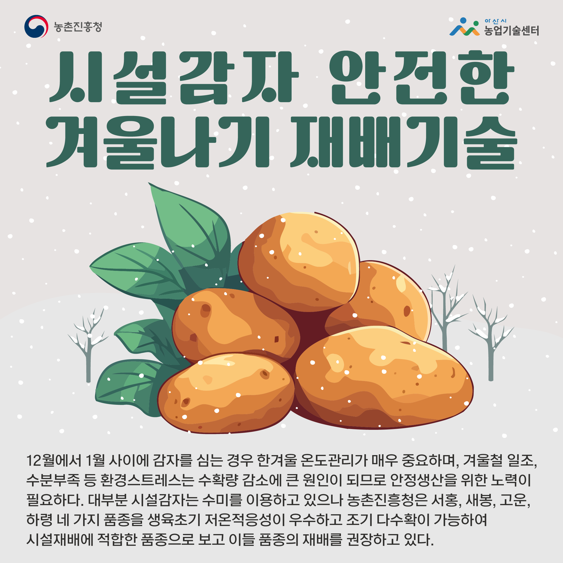 시설감자 안전한 겨울나기 재배기술