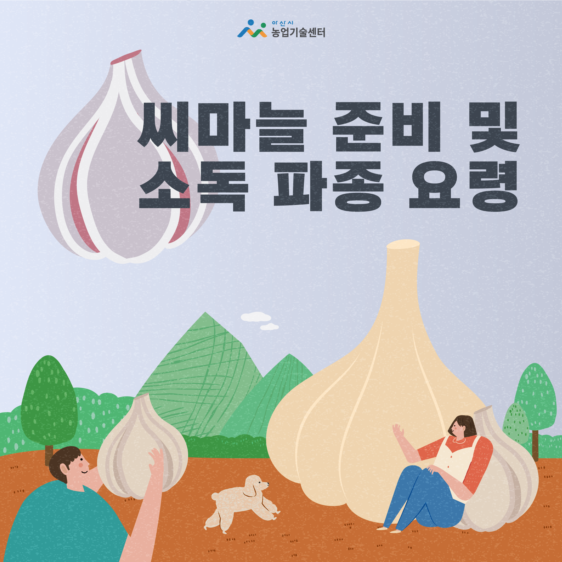 씨마늘 준비 및 소독 파종 요령