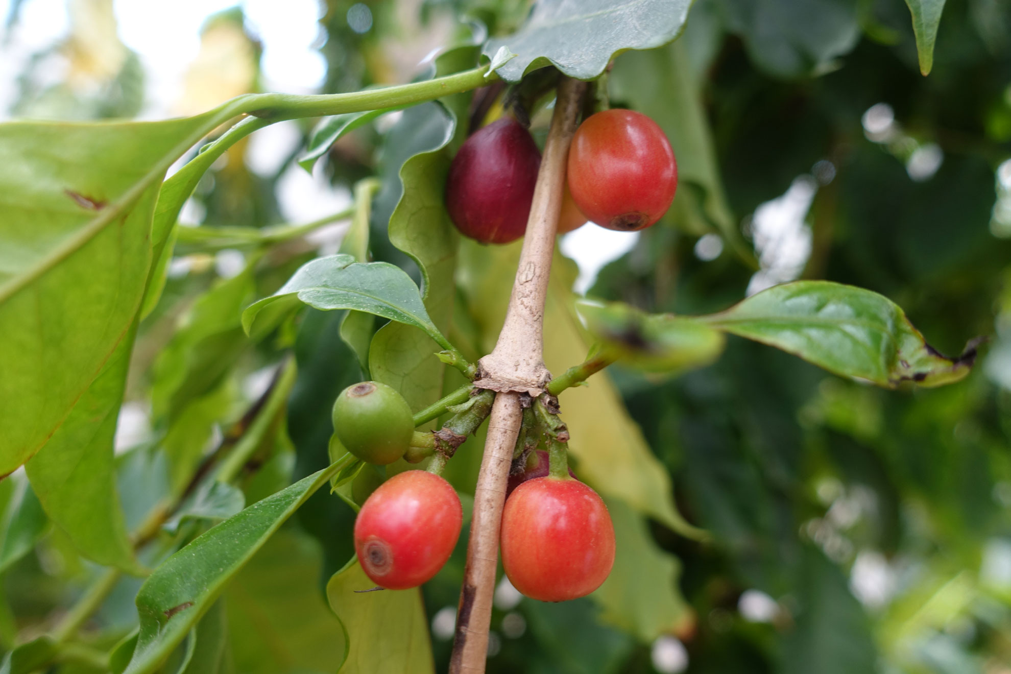 커피나무 열매